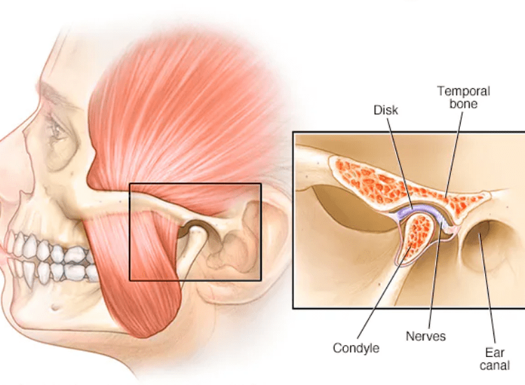 Temporomandibular joint TMJ anatomy showing jaw joint, disc, nerves and ear canal